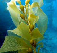 Giant Kelp Leaf