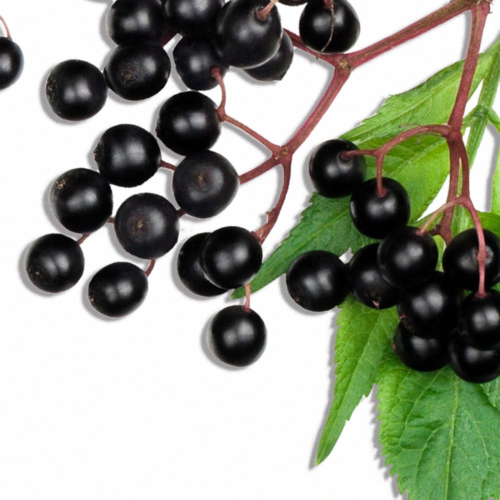 Elderberry