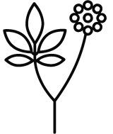 Siberian ginseng icon